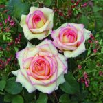rose barni rose