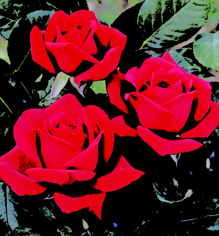 ROSE BARNI VALENTINO